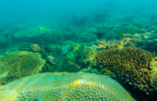Help Rebuild the Gulf of Mexico Barrier Reef