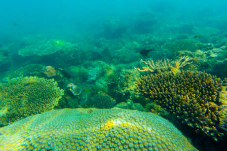 Help Rebuild the Gulf of Mexico Barrier Reef