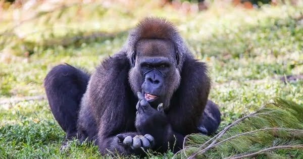 Critically endangered species population gorilla
