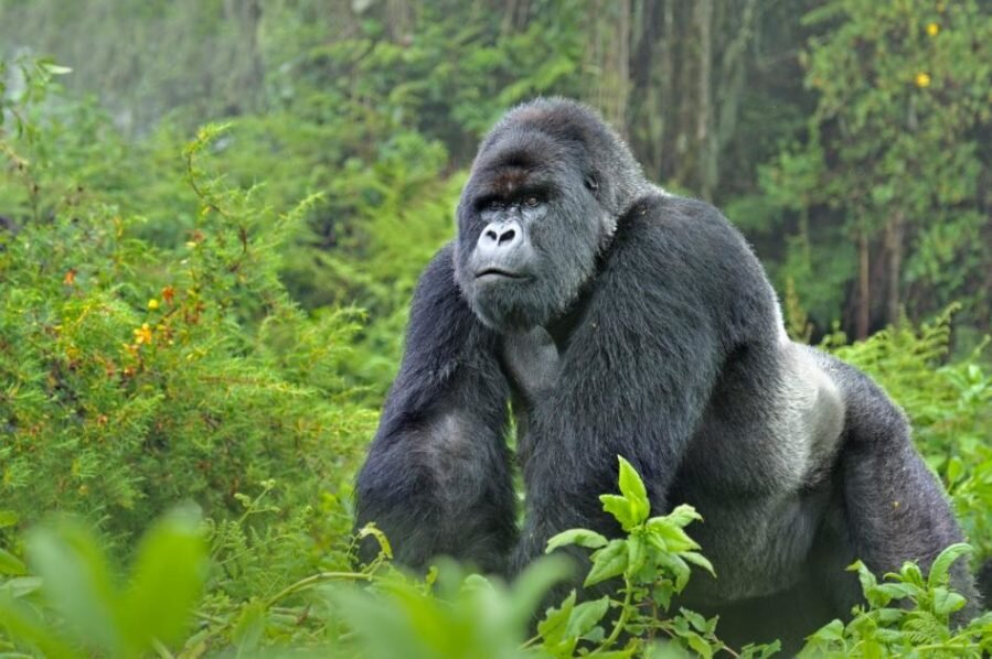Critically endangered species population gorilla