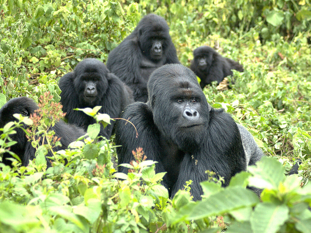 Critically endangered species population gorilla