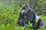 Critically endangered species population gorilla