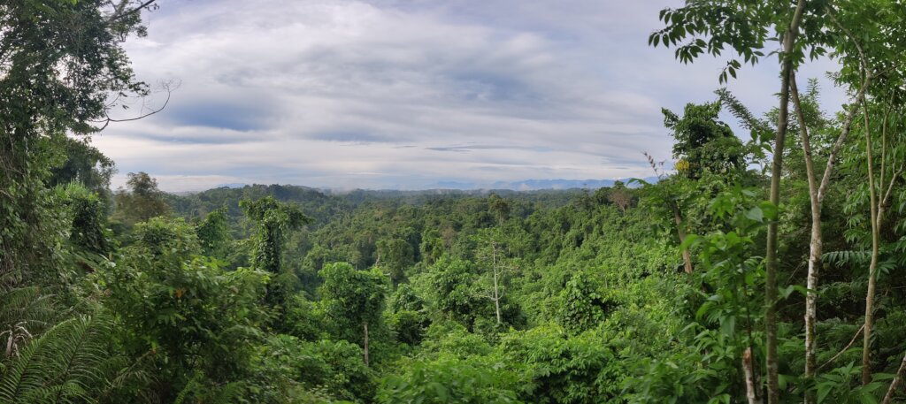 The Pristine Forests of Wanang