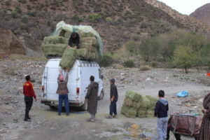 Distribution of hay to High Atlas communities