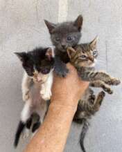Rescue kittens
