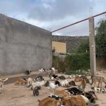 Our kitty committee at the cat house