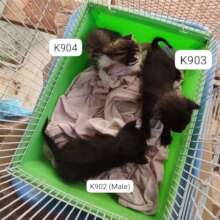 K902, K903, and K904 abandoned kittens