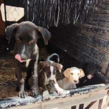 More puppy love