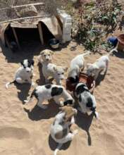 The July puppy bunch
