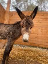The abandoned baby donkey is in our care now