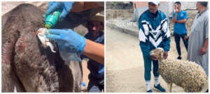 Treating the donkey + supplies for injured sheep