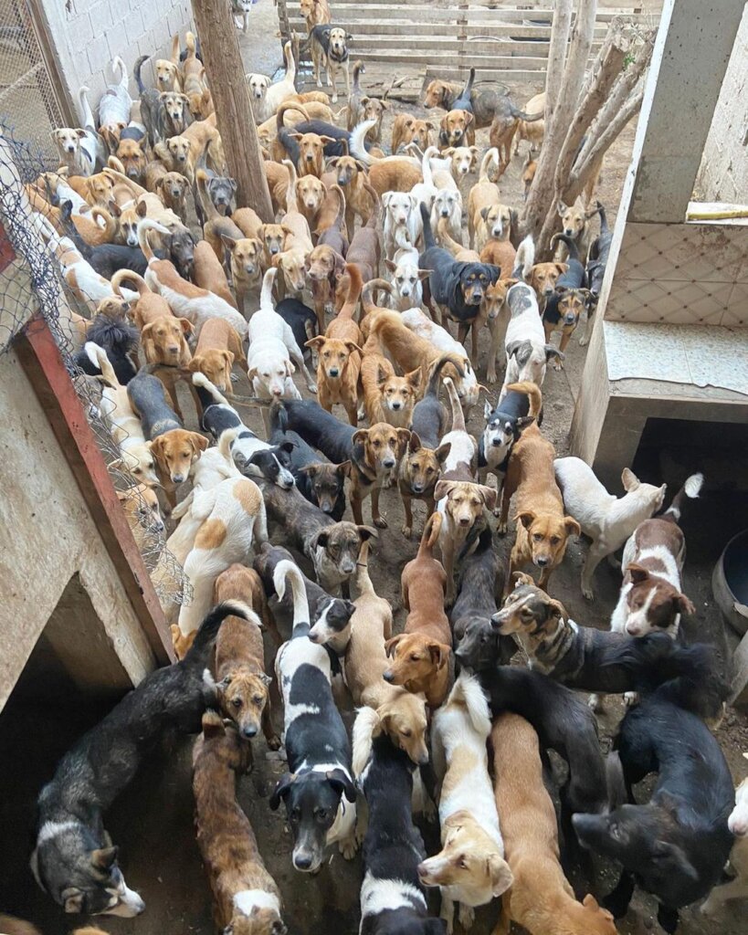 Give 550 Moroccan street animals food & shelter