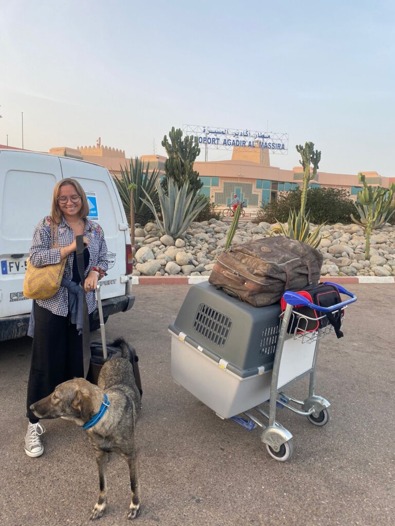 Give 550 Moroccan street animals food & shelter