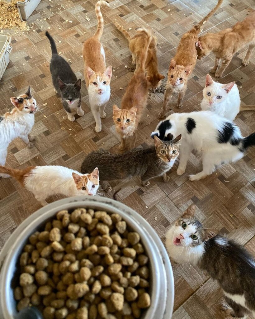 Give 550 Moroccan street animals food & shelter