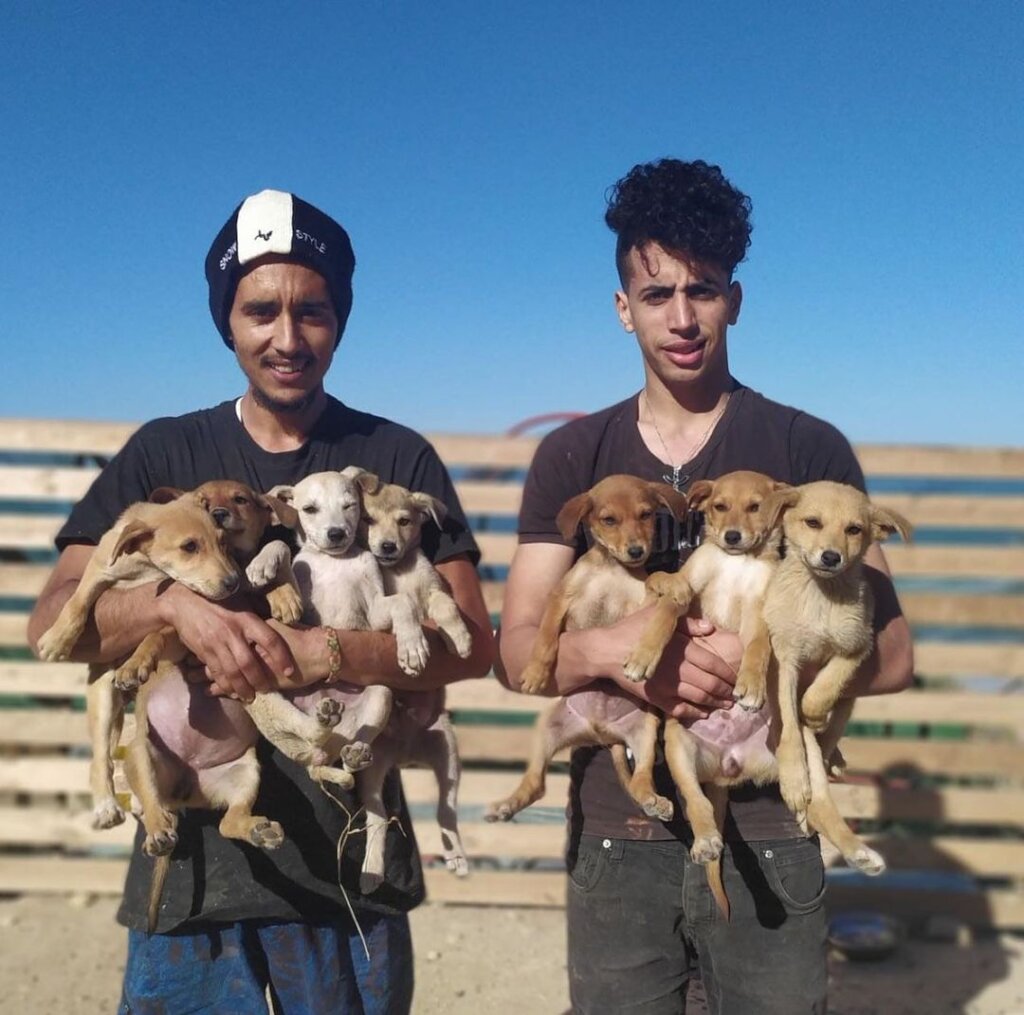 Give 550 Moroccan street animals food & shelter