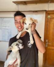 Give 550 Moroccan street animals food & shelter