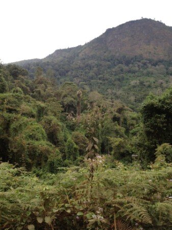 Help 3000 woman's with fruits trees at lushoto