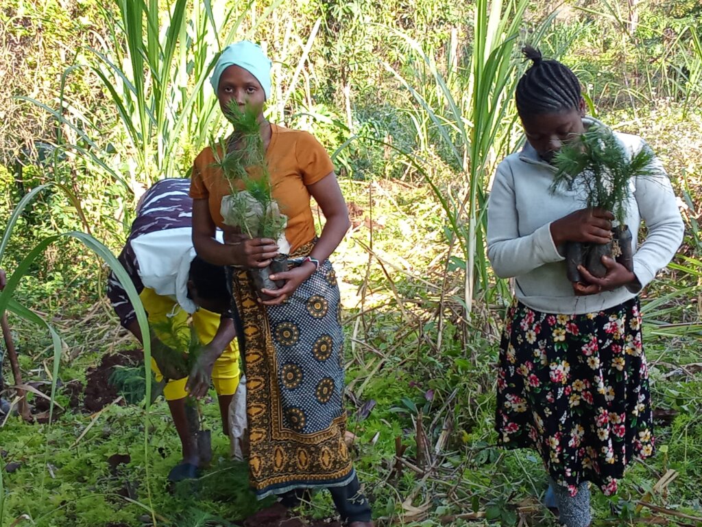 Help 3000 woman's with fruits trees at lushoto