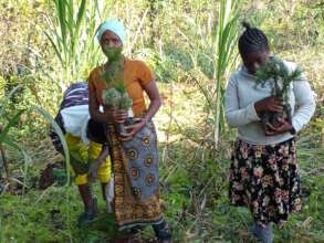 Reforestation at magamba forest reserve
