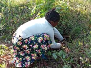 Reforestation at magamba forest reserve