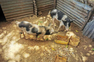 animals in the care of families