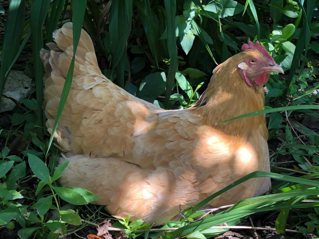 Chickens for Afghan Families
