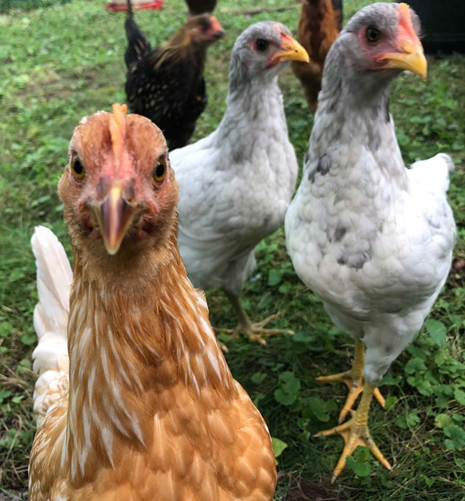 Chickens for Afghan Families