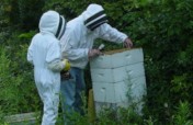 Help Afghan Women become beekeepers