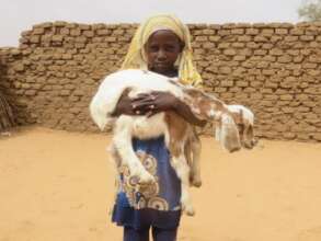 Goats give nourishing milk for starving children