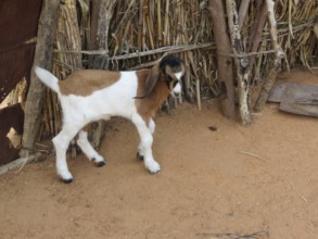 Our Goats can still provide protein-rich milk