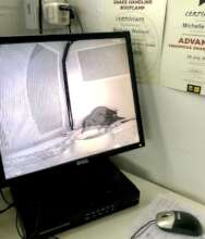 Infrared cameras in action