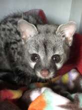Genet