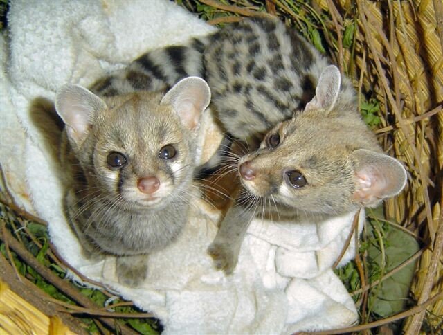 Build the Western Cape's 1st Wildlife Centre