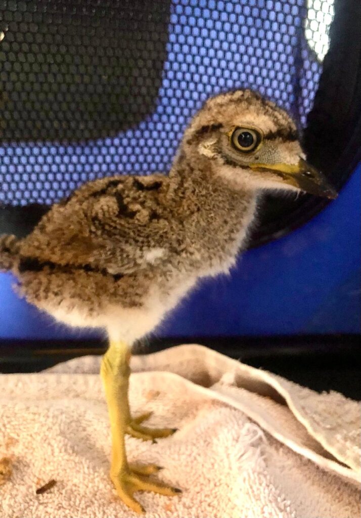 Build the Western Cape's 1st Wildlife Centre