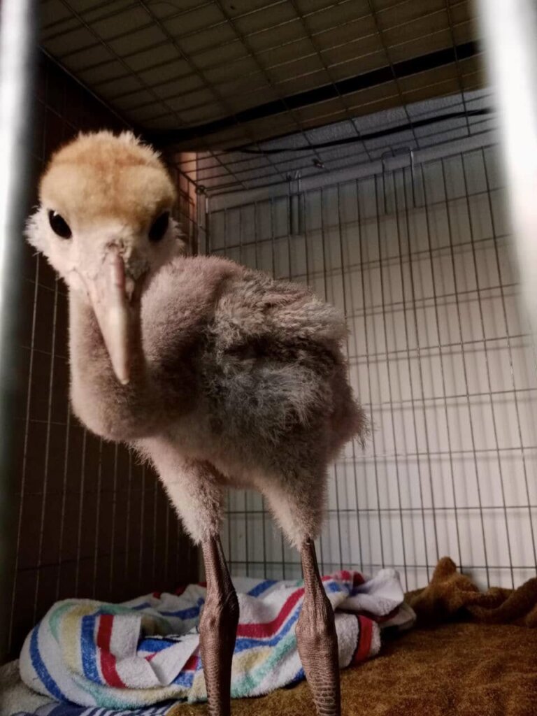 Build the Western Cape's 1st Wildlife Centre