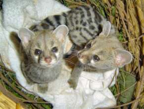 Genet Kits
