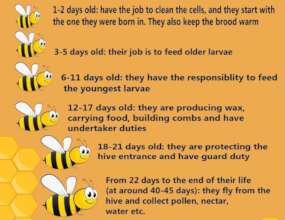 Worker Bees have Different Jobs During Their Lives