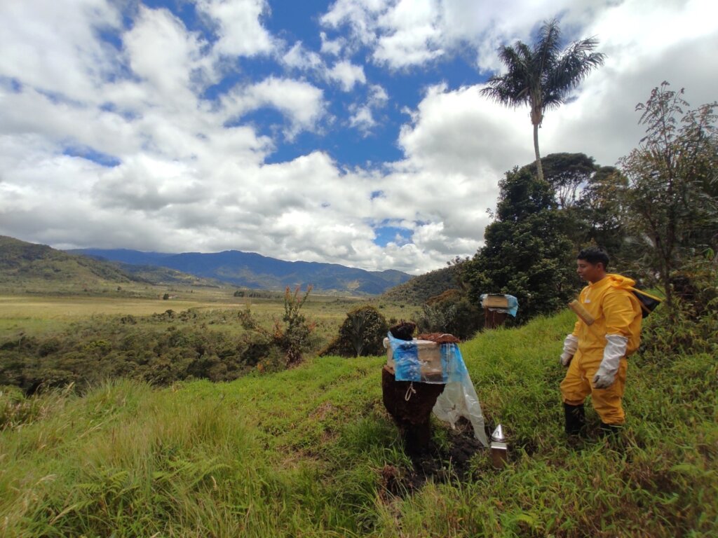 View of the location of two new hives