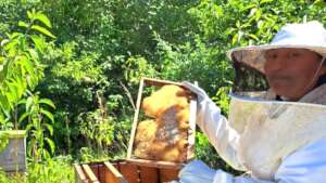 Bee Keeper