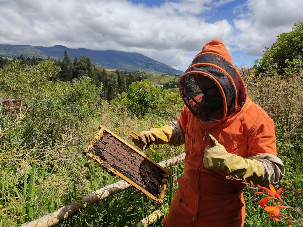 Bee Sanctuary in Colombia