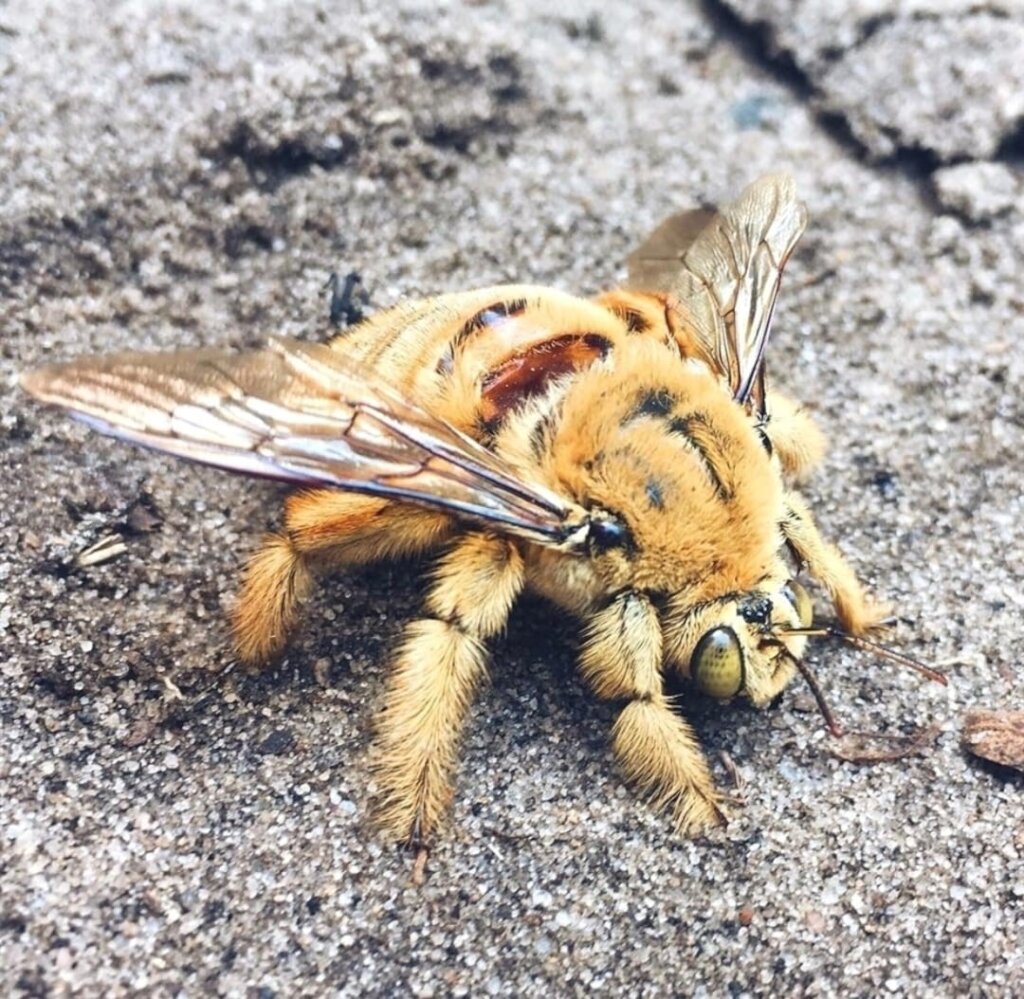 Bee Sanctuary in Colombia