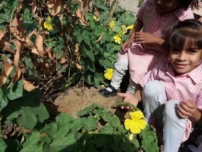 Student's discovering fresh produce in the garden