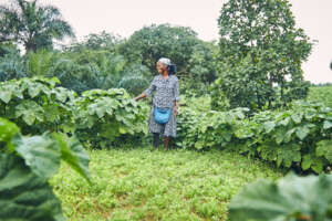 A beneficiary at her rented vegetable farm space