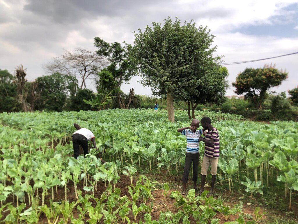 Food Security for 500 families in WestPokot Kenya