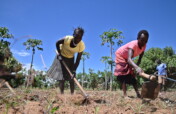 Food Security for 500 families in WestPokot Kenya