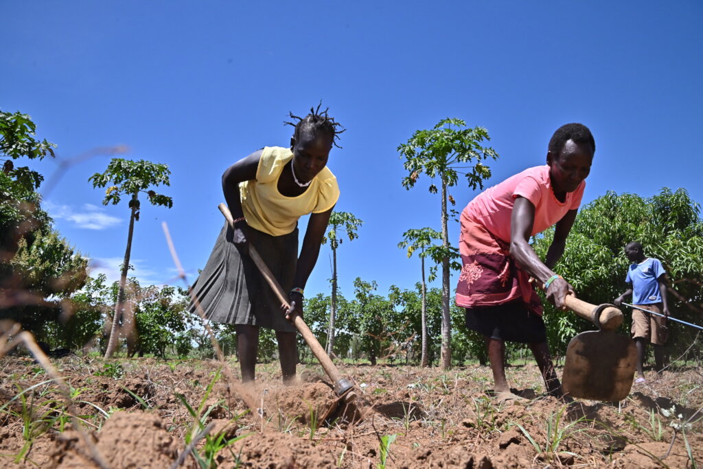 Food Security for 500 families in WestPokot Kenya