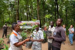 Mango seedlings distribution (Ph #Tony Tei)