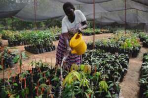 Mango tree nursery in Lomut (Ph #Tony Tei)
