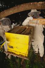 Beehives inspection by CEFA Experts (Ph #Tony Tei)