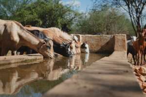 Goats drinking from our water point (Ph #Tony Tei)